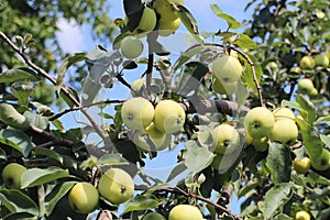A tree with maturing fruits of a green apple. Vintage fruits rich in vitamins. Fruit trees for the garden. Agroindustrial business