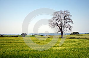Tree in a meadow