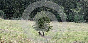 Tree on a Meadow