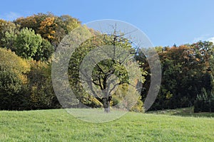 Tree on a Meadow