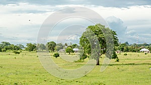 Tree in the meadow