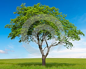 Tree with meadow and blue sky