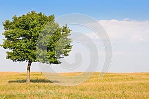 tree in the meadow and blue sky