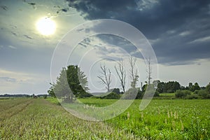 Tree in the meadow and cloudy sky