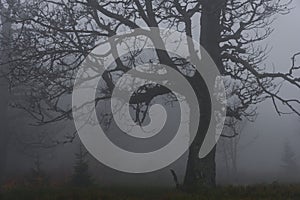 Tree on a meadow in the fog