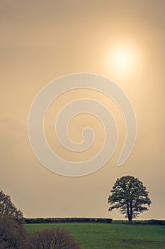 Tree in a meadow at foggy midday