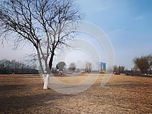 Tree in a meadow with a modern white building in the distance