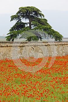 tree and meadow of red poppies, Rhone-Alpes, France