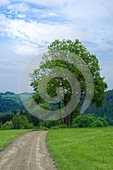 Tree in a meadow