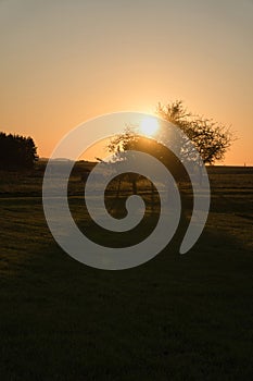 Tree on a meadow through which the setting sun shines thirstily