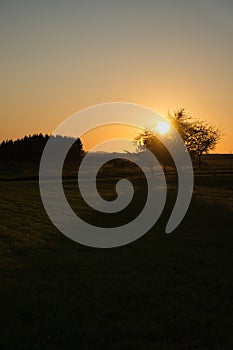 Tree on a meadow through which the setting sun shines thirstily