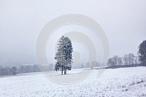 Tree meadow winter snow landscape, Vielsalm, Ardens, Belgium
