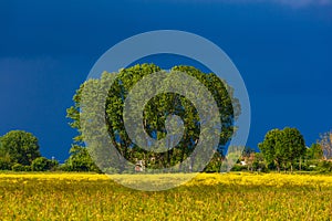 Tree in a meadow with yellow flowers and storm clouds