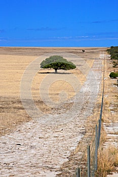 Tree in the meadows