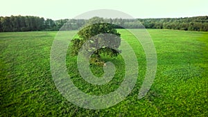 Tree in the meadows