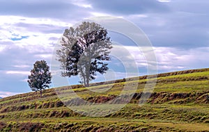 Tree in the meadows of Ainhoa