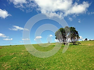 Tree on meadows photo