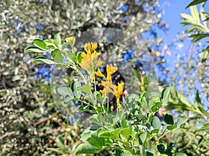 Tree medick: a species of Medicks, its botanical name is Medicago arborea. photo