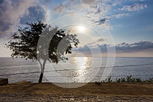 Tree on the Mediterranean coast.