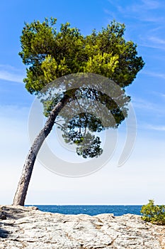 Tree on the Mediterranean coast.