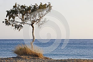 Tree and Mediterranean sea at sunset in Plakias. Crete. Greece