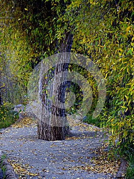 Tree in the middle