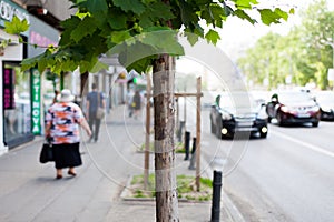 Tree in the middle of the city fighting polution photo