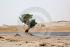 a tree in the middle of a desert area next to a road