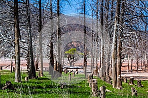 Tree in the middle of the dry trees