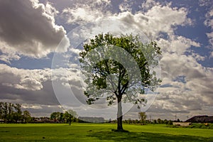 Tree in the middle of a field