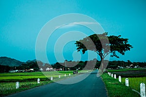 Tree in the middle of field and clear blue sky