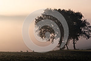 Tree in the middle of fog at dawn, with distant roe deers nearby