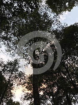 Tree in the middle of the forest, blue sky