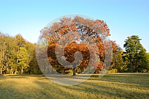 The tree in the middle of a glade