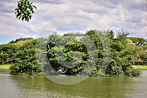 A tree in the middle of the lake with white herons