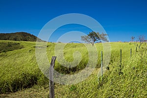 Tree in the middle of the mountains
