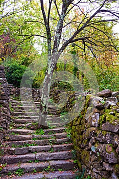 Tree in the middle of the path