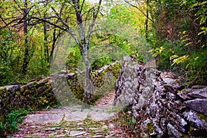 Tree in the middle of the path