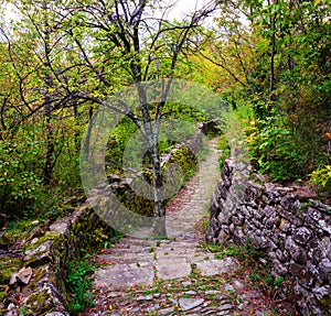 Tree in the middle of the path
