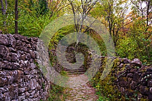 Tree in the middle of the path