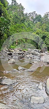 Tree middle of river