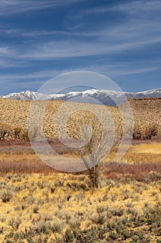 Tree in the middle of Scenic Owens valley in Sierra mountains