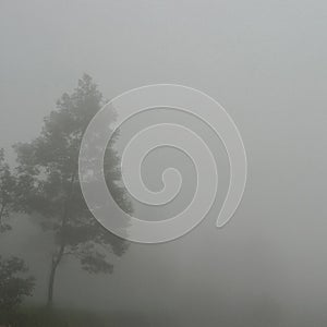 a tree in the middle of thick fog in the morning at the Mount Merapi camping ground