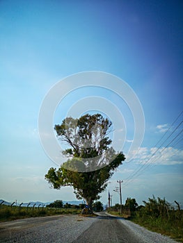 Tree in the middle of two roads