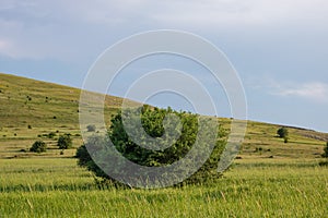 A tree in the middle of the wheat field. Cloudy sky and hills on the background