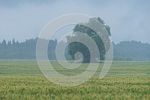 Tree in the middle of the wheat field. Rain and fruitage, forest in background. Organic crop.