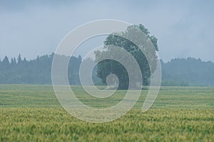 Tree in the middle of the wheat field. Rain and fruitage, forest in background. Organic crop, natural environment