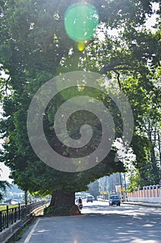 A tree in the midst of a small town& x27;s road with morning shine at Srinagar Kashmir valley India