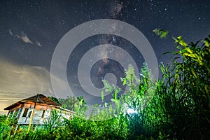 The tree with the Milky Way