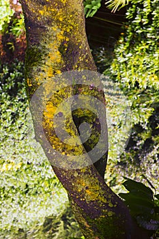 Tree in the mirror of a dancing woman at the Botanical Garden of Villa Carlotta Lake Como, Italy